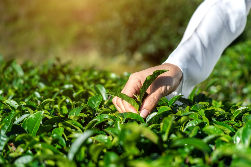 Tea &amp; Sustainability.jpg
